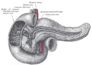 De koarte term (duodenum) en alfleisklier (pancreas), 1858