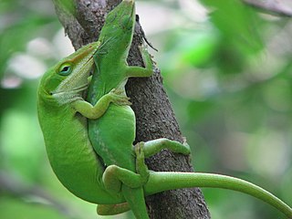 How To Breed Green Anoles And Raise The Youngsters,What Is Garam Masala Taste Like