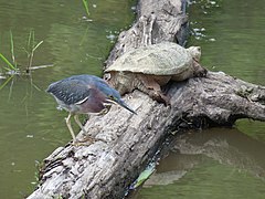 Green heron and turtle in 2016