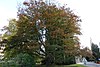 Rode beuk (Fagus sylvatica f. purpurea)