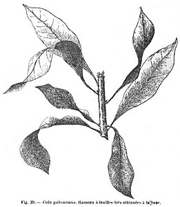 C. gabonensis, rameau feuillu