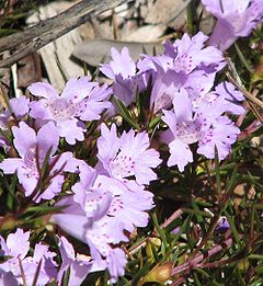 Description de l'image Hemiandra pungens.jpg.