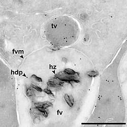 Electron micrograph of a cell containing a food vacuole (fv) and transport vacuole (tv) in a malaria parasite Hemozoin in food vacuole.jpg