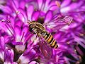 7) Hoverfly