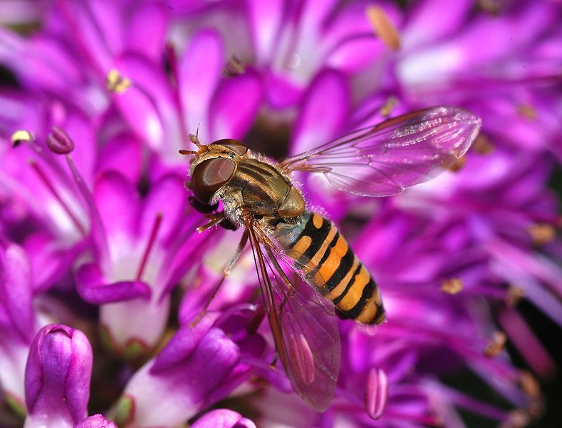 File:Hoverfly December 2007-8.jpg