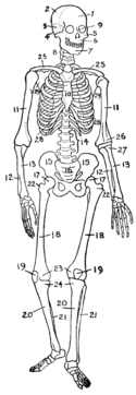 A human skeleton - (endoskeleton)