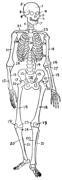 O esqueleto humano