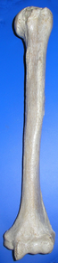 Мравка на раменната кост (огледално) .png