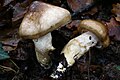 Hygrophorus persoonii