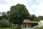 Winterlinde (Tilia cordata)