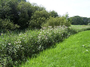 Reuzenbalsemien langs rietrand