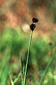 Zwaardrus (Juncus ensifolius)