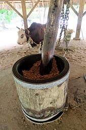 An ox-powered Copra press LaDigueCopra1.jpg