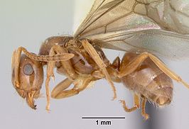 Lasius pubescens