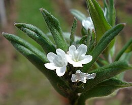 Buglossoides arvensis