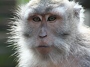 http://upload.wikimedia.org/wikipedia/commons/thumb/1/15/Macaque_adult-Nusa_Penida.jpeg/180px-Macaque_adult-Nusa_Penida.jpeg