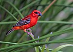 Miniatura para Foudia madagascariensis