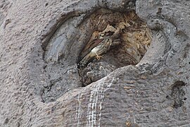 Madagaskartorenvalk (Falco newtoni)