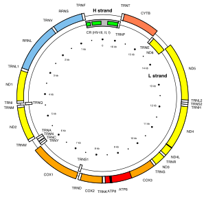 Human mitochondrial DNA with the 37 genes on their respective H- and L-strands Map of the human mitochondrial genome.svg