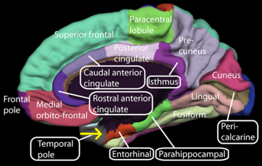 Medial surface of cerebral cortex - entorhinal cortex