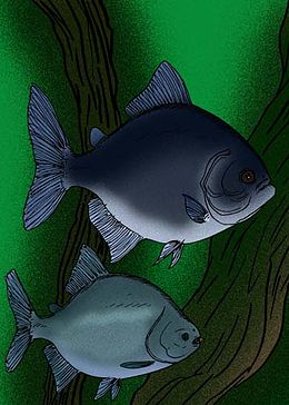 Felül a Megapiranha paranensis és alul a ma is élő gyümölcsevő piranha (Colossoma macropomum)