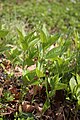 Mercurialis perennis (Bosbingelkruid)