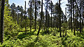 Spirken und Fichten im Waldbereich des Schönleitenmoos