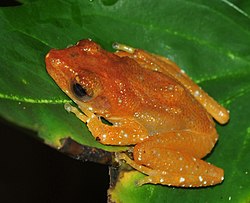 Nycticalus pictus seen on a leaf in Singapore.jpg