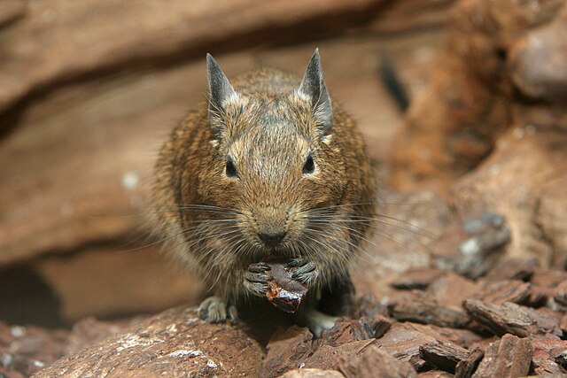 Random Off-Topic - Page 38 640px-Octodon_degus_-Artis_Zoo,_Netherlands-8a