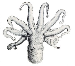 Octopus bimaculatus