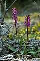 Orchis spitzelii (groß)