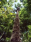 Trachycarpus fortunei.