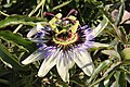 Passiflora caerulea