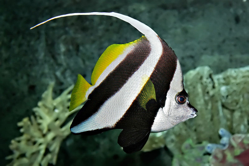 aquarium fishes images. Pennant Coral Fish (Heniochus