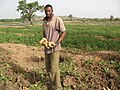 Image 9A farmer with potatoes (from Malian cuisine)