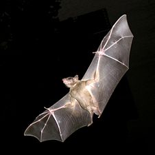 עטלף פירות מצוי (עטלפים) Rousettus aegyptiacus שליטי הלילה