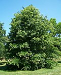 Miniatura para Quercus palustris