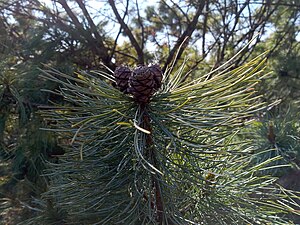 Pine cones 1 month after breaking dormancy (on Pinus pumila)
