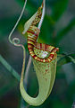 Nepenthes rafflesiana