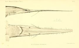 Шестизяброва пилконоса акула (Pliotrema warreni)