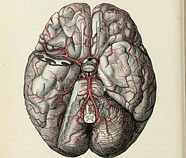 Arteria cerebrale posteriore, collocata all'interno del poligono di Willis, lungo la superficie inferiore dell'encefalo.