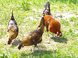 Trio d'Appenzelloise huppée doré pointé noir grande race