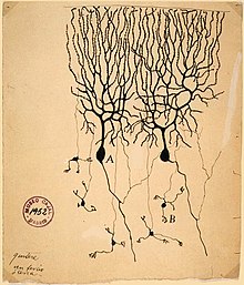 Hand drawn figure of two Purkinje cells side by side with dendrites projecting upwards that look like tree branches and a few axons projected downwards that connect to a few granule cells at the bottom of the drawing.