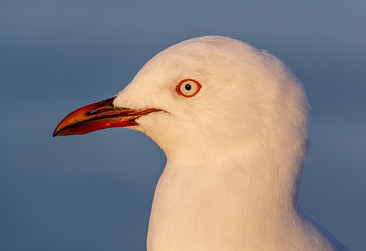 Красноногая чайка (Chroicocephalus novaehollandiae scopulinus)