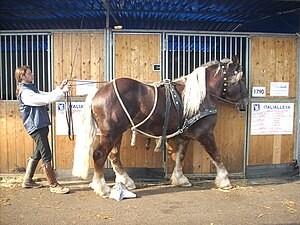 Training of an Italian working horse at long r...