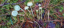 Rohekas mütsik Mycena epipterygioides Foto: Sven Pruul