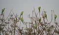 Группа попугаев на дереве (район Фаридабада, штат Харьяна)