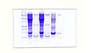 SDS-PAGE with Taq DNA Polymerase. SDS-PAGE is ...