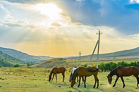 Chevaux dans le parc national Sayram-Ugam