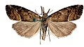 November 11: The moth Schrankia taenialis.